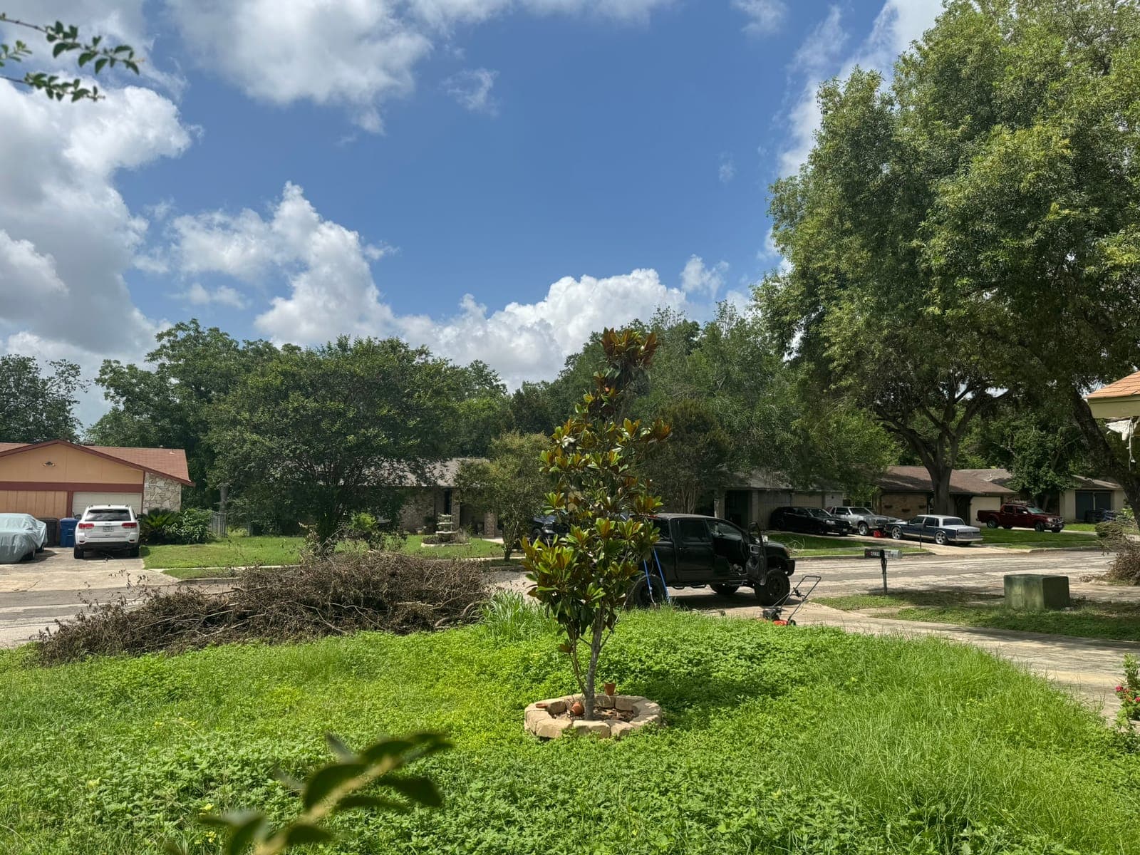 Overgrown front yard before lawn restoration